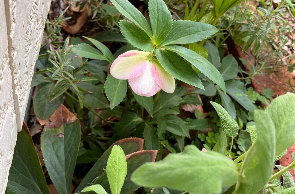工事中に見つけたお庭からのプレゼント